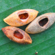 These are nuts bearing the characteristic tooth-marks of Uromys vika. Image: courtesy of Tyrone Lavery, The Field Museum.